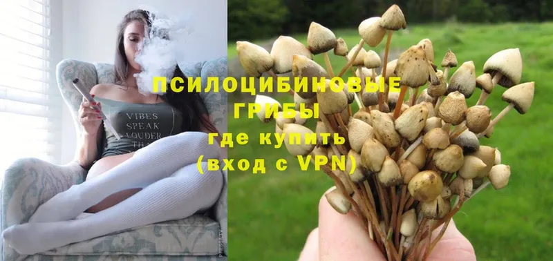 Галлюциногенные грибы Psilocybe  закладки  Вязники 